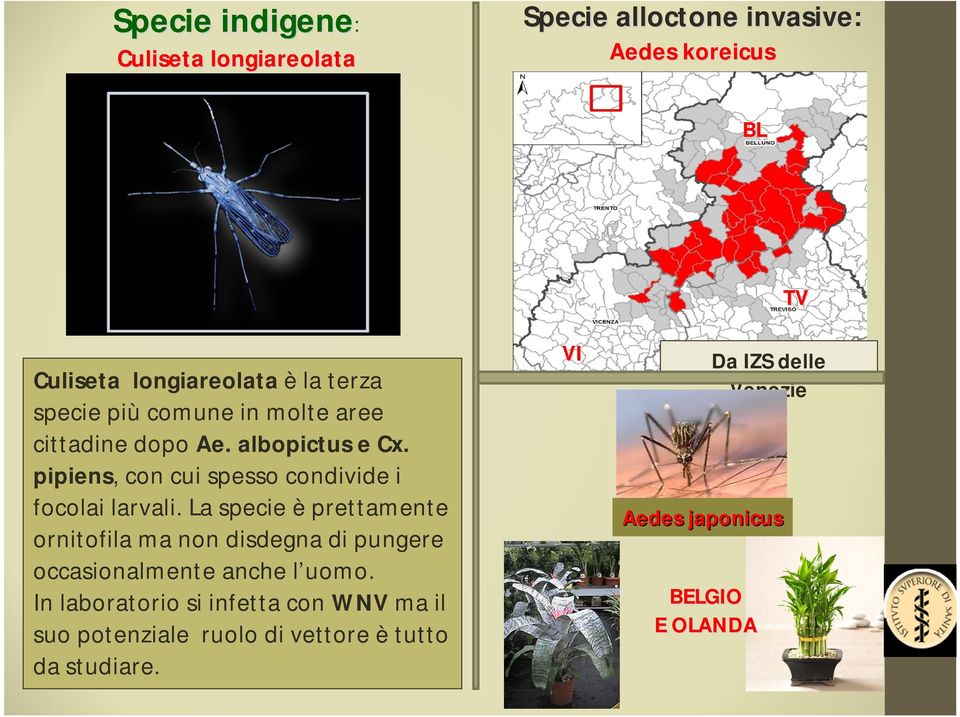 La specie è prettamente ornitofila ma non disdegna di pungere occasionalmente anche l uomo.