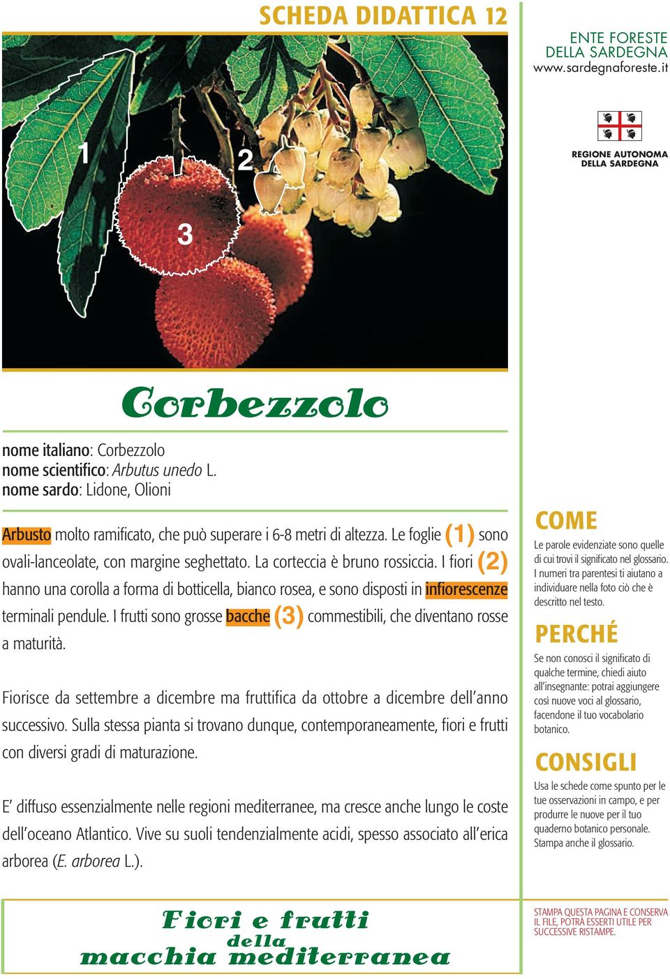 I fiori () hanno una corolla a forma di botticella, bianco rosea, e sono disposti in infiorescenze terminali pendule. I frutti sono grosse bacche () commestibili, che diventano rosse a maturità.