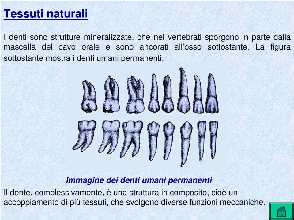 La figura sottostante mostra i denti umani permanenti.