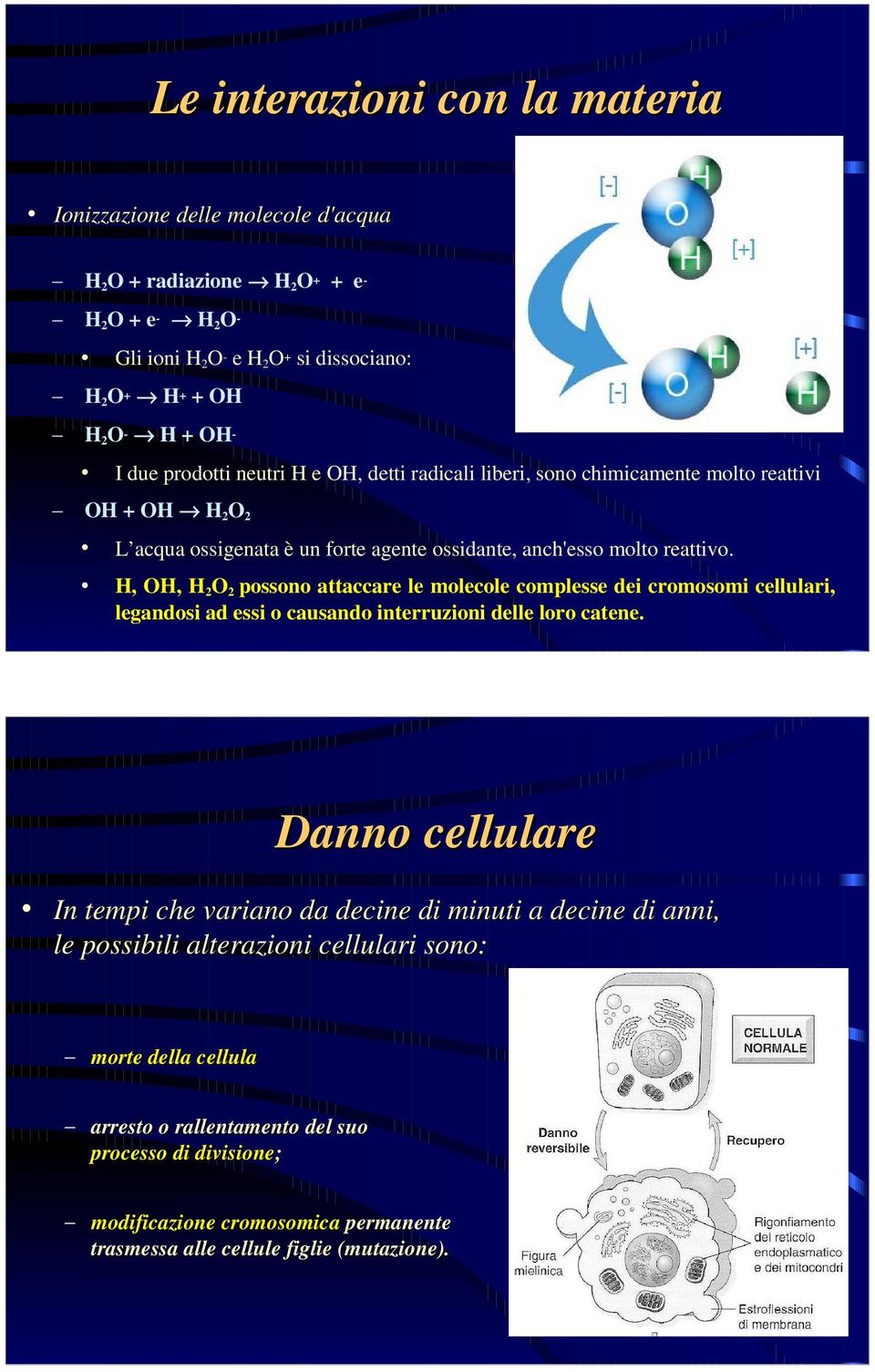 H, OH, H 2 O 2 possono attaccare le molecole complesse dei cromosomi cellulari, legandosi ad essi o causando interruzioni delle loro catene.