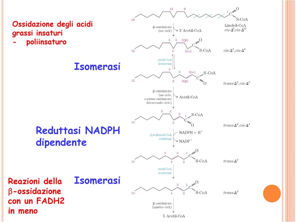 Reduttasi NADPH dipendente Reazioni