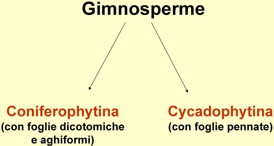 foglie dicotomiche e