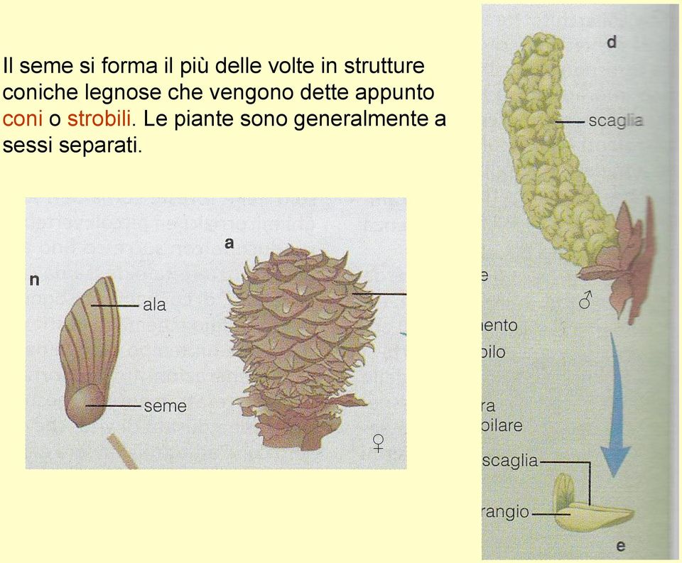 dette appunto coni o strobili.