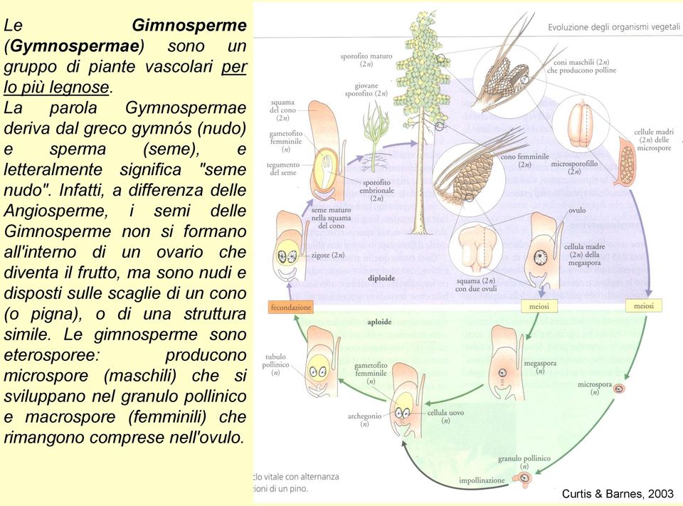 Infatti, a differenza delle Angiosperme, i semi delle Gimnosperme non si formano all'interno di un ovario che diventa il frutto, ma sono nudi e