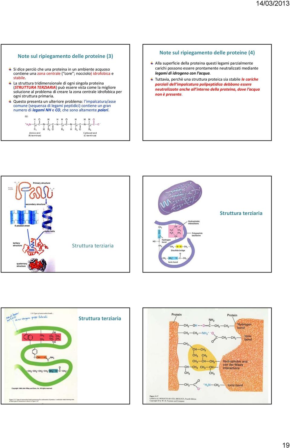 Questo presenta un ulteriore problema: l impalcatura/asse comune (sequenza di legami peptidici) contiene un gran numero di legami NH e CO, che sono altamente polari.