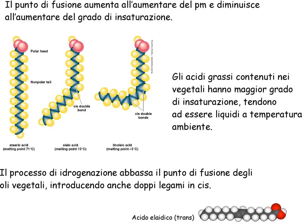 Gli acidi grassi contenuti nei vegetali hanno maggior grado di insaturazione, tendono ad