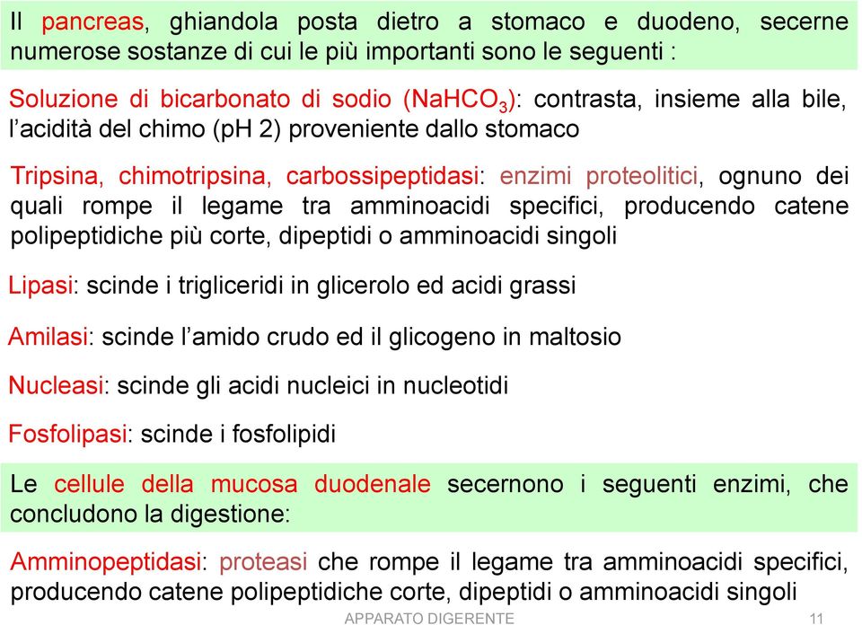 catene polipeptidiche più corte, dipeptidi o amminoacidi singoli Lipasi: scinde i trigliceridi in glicerolo ed acidi grassi Amilasi: scinde l amido crudo ed il glicogeno in maltosio Nucleasi: scinde