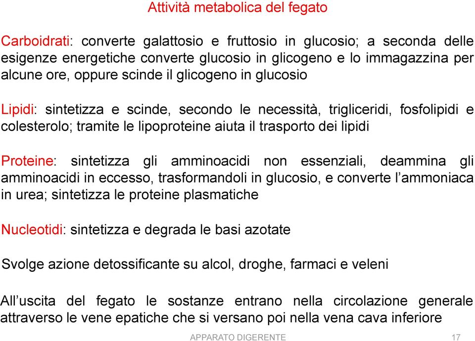 gli amminoacidi non essenziali, deammina gli amminoacidi in eccesso, trasformandoli in glucosio, e converte l ammoniaca in urea; sintetizza le proteine plasmatiche Nucleotidi: sintetizza e degrada le