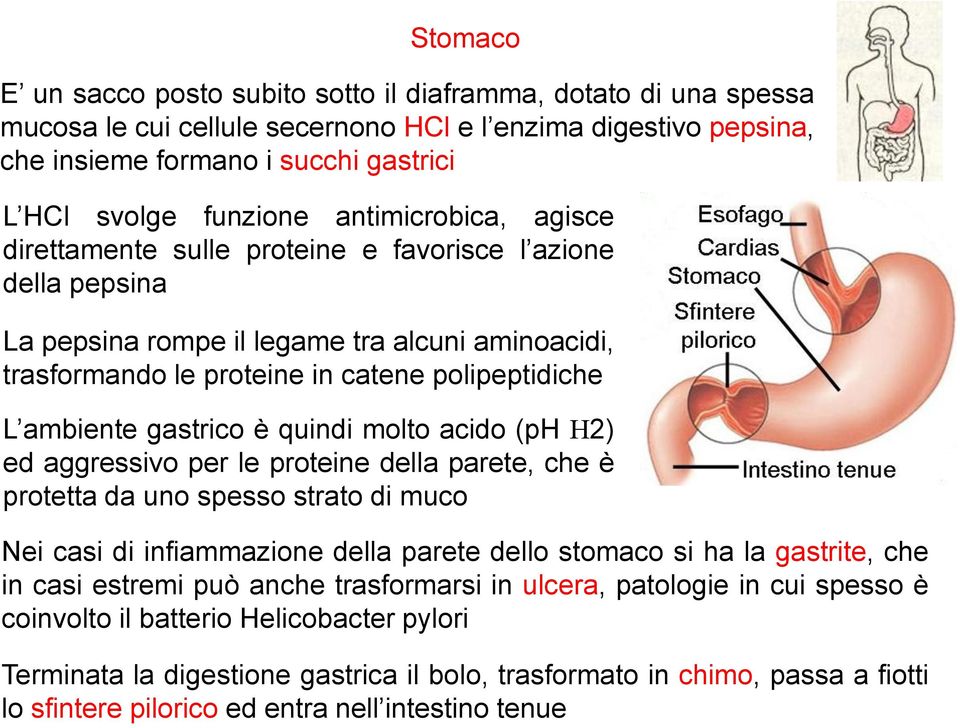 gastrico è quindi molto acido (ph 2) ed aggressivo per le proteine della parete, che è protetta da uno spesso strato di muco Nei casi di infiammazione della parete dello stomaco si ha la gastrite,