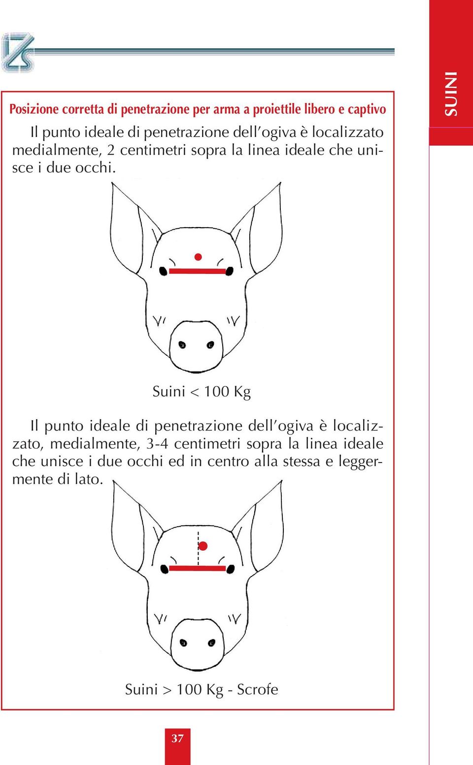 SUINI Suini < 100 Kg Il punto ideale di penetrazione dell ogiva è localizzato, medialmente, 3-4 centimetri