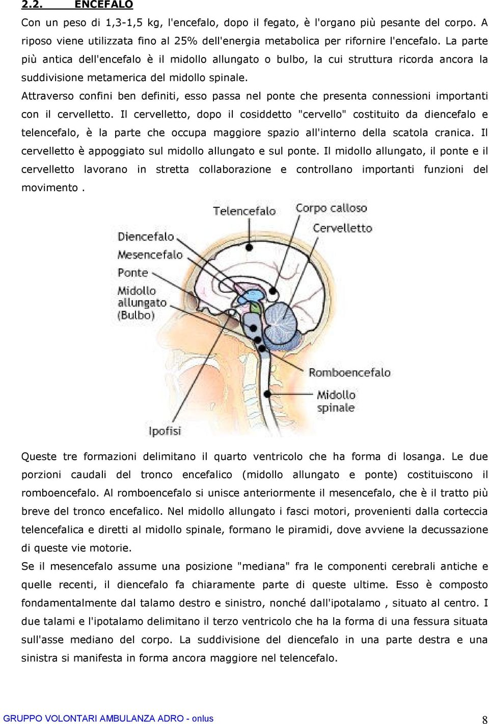 Attraverso confini ben definiti, esso passa nel ponte che presenta connessioni importanti con il cervelletto.