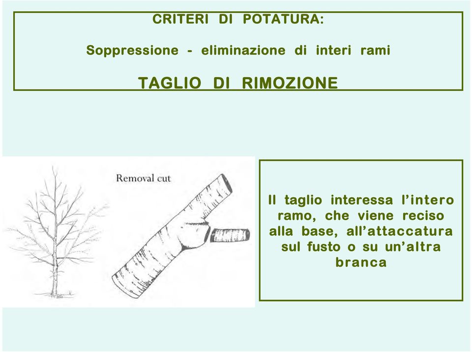 interessa l intero ramo, che viene reciso alla