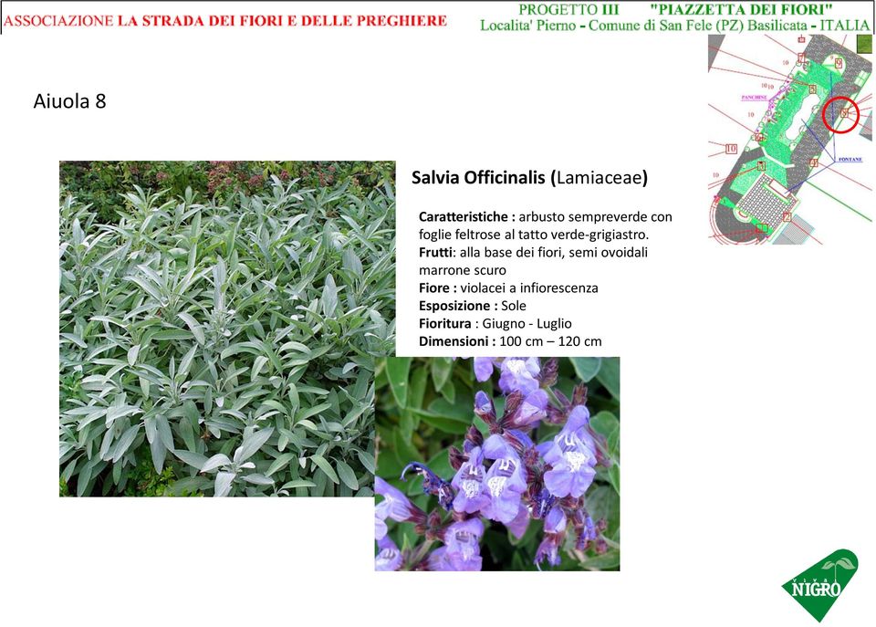 Frutti: alla base dei fiori, semi ovoidali marrone scuro Fiore :