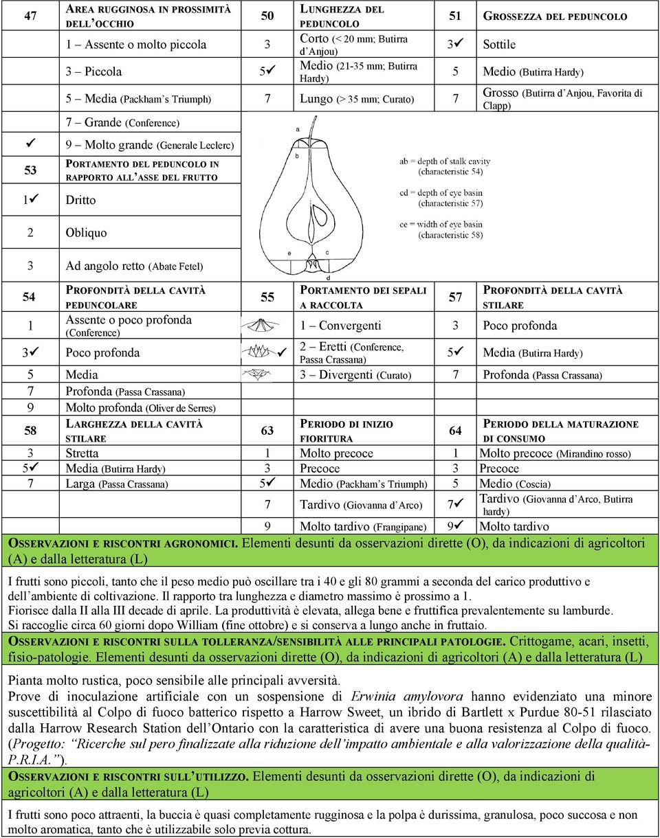 ASSE DEL FRUTTO Dritto Obliquo Ad angolo retto (Abate Fetel) 4 8 PROFONDITÀ DELLA CAVITÀ PEDUNCOLARE PORTAMENTO DEI SEPALI A RACCOLTA Assente o poco profonda Convergenti (Conference) Poco profonda