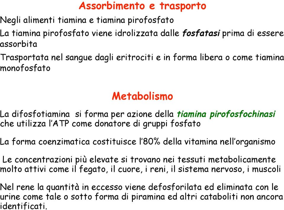 fosfato La forma coenzimatica costituisce l 80% della vitamina nell organismo Le concentrazioni più elevate si trovano nei tessuti metabolicamente molto attivi come il fegato, il cuore,