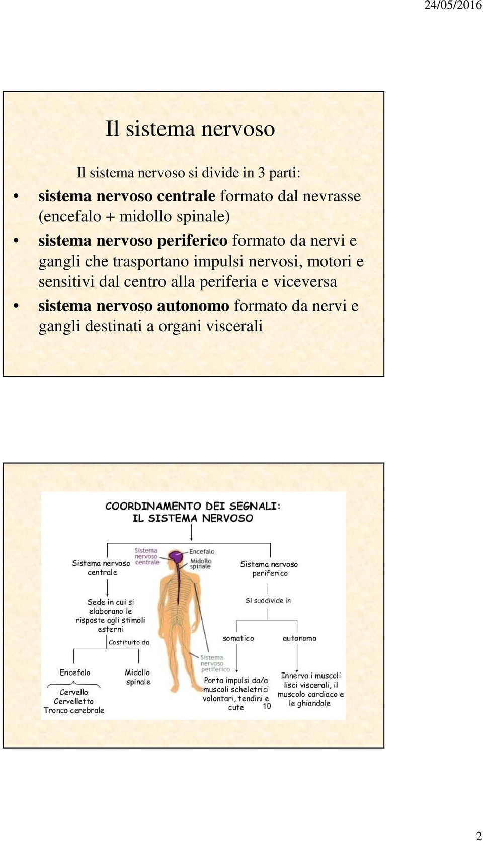nervi e gangli che trasportano impulsi nervosi, motori e sensitivi dal centro alla