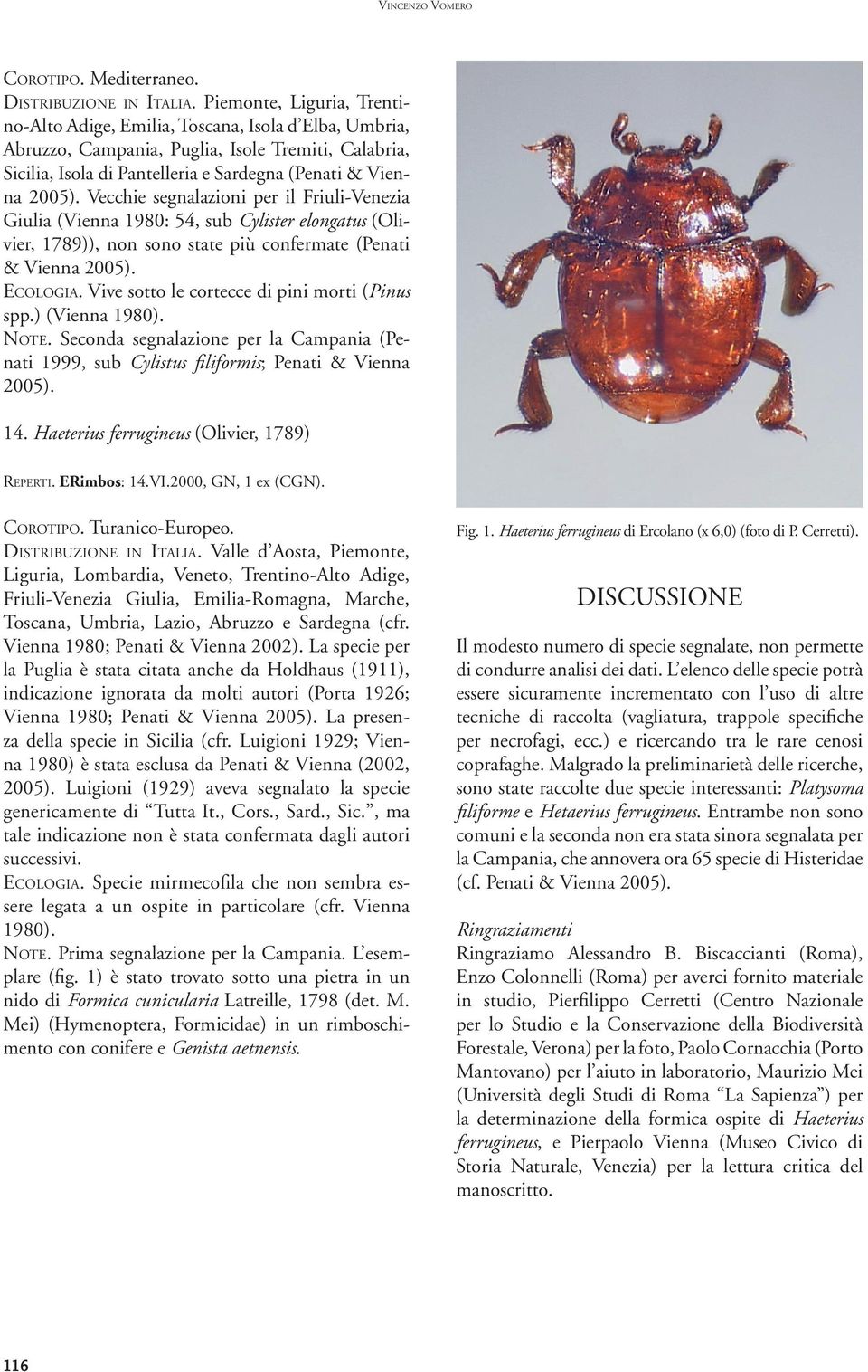 segnalazioni per il Friuli-Venezia Giulia (Vienna 1980: 54, sub Cylister elongatus (Olivier, 1789)), non sono state più confermate (Penati & Vienna ECOLOGIA.