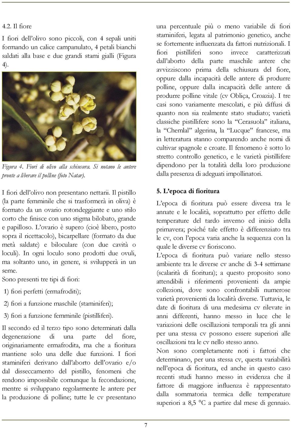 oppure dalla incapacità delle antere di produrre polline vitale (cv Obliça, Croazia).