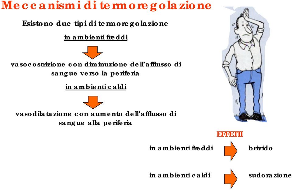 la periferia in ambienti caldi vasodilatazione con aumento dell afflusso di