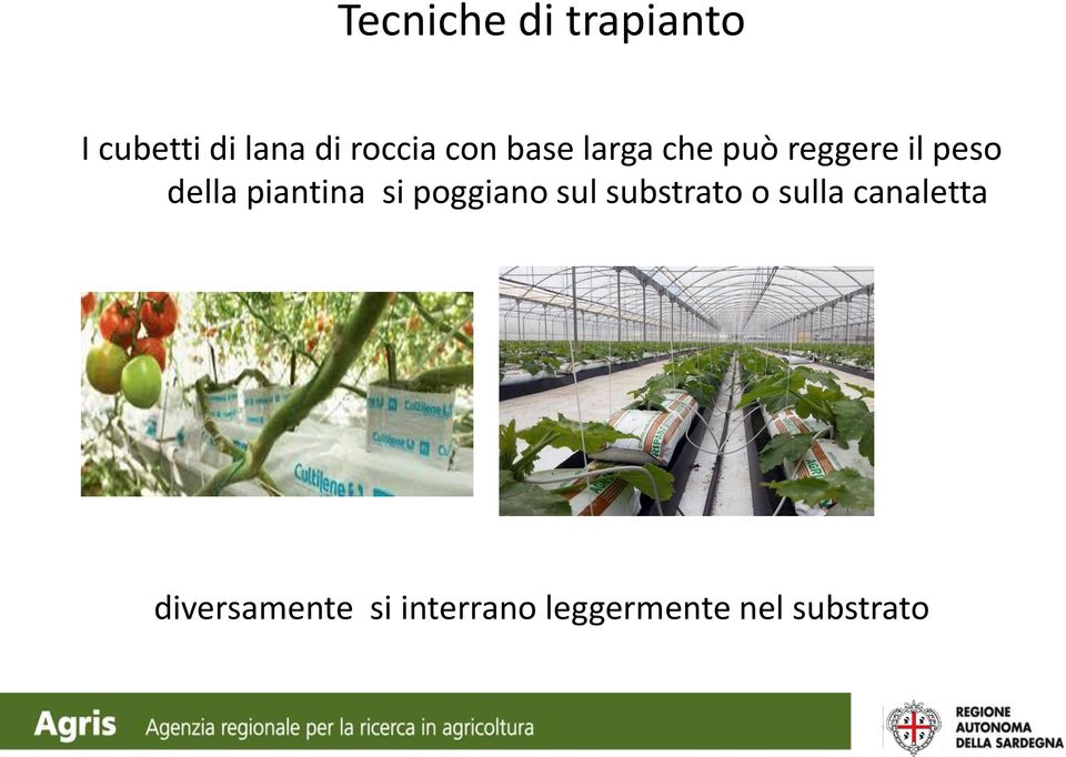 piantina si poggiano sul substrato o sulla