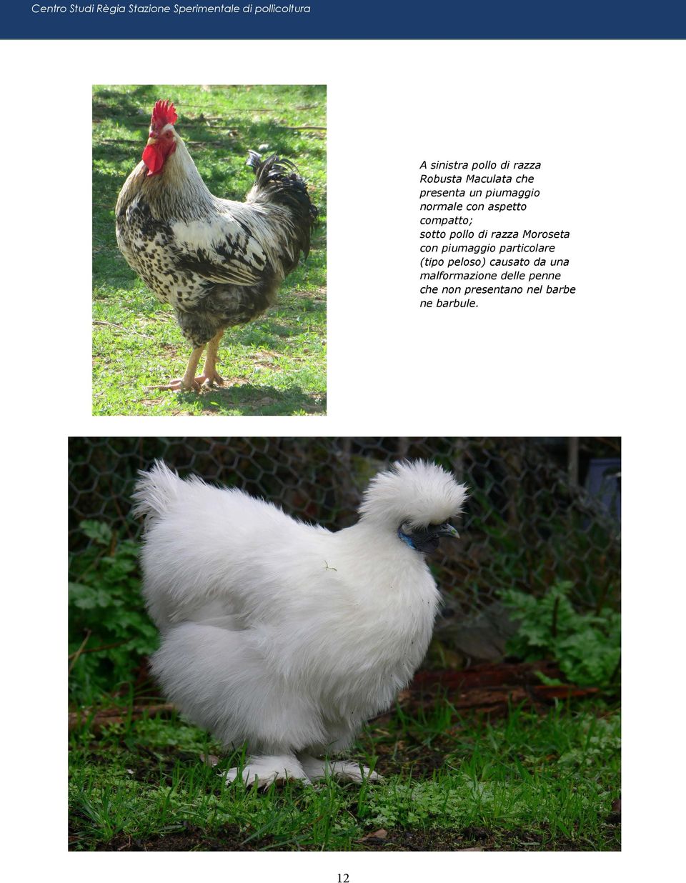 compatto; sotto pollo di razza Moroseta con piumaggio particolare (tipo