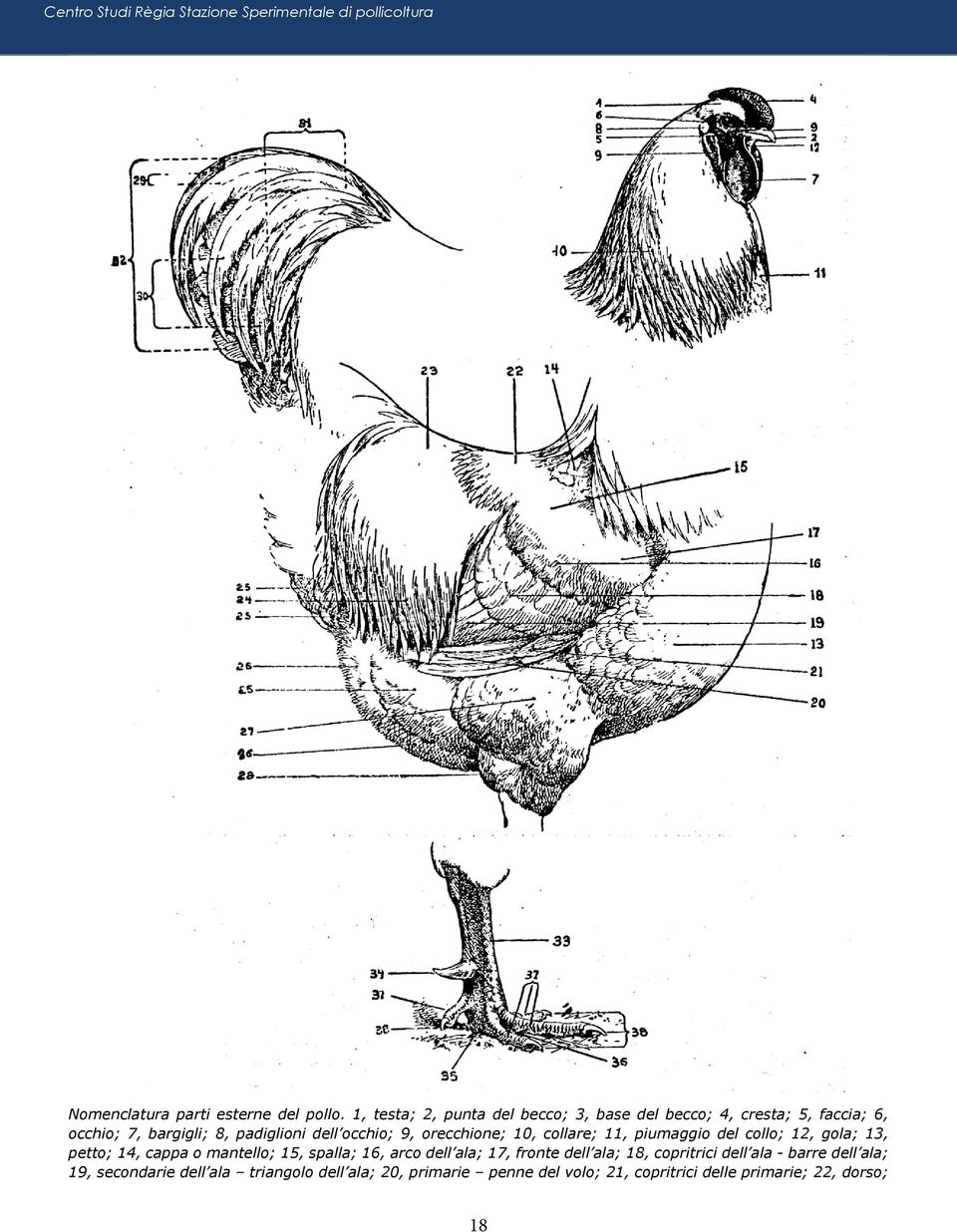 orecchione; 10, collare; 11, piumaggio del collo; 12, gola; 13, petto; 14, cappa o mantello; 15, spalla; 16, arco dell ala; 17,