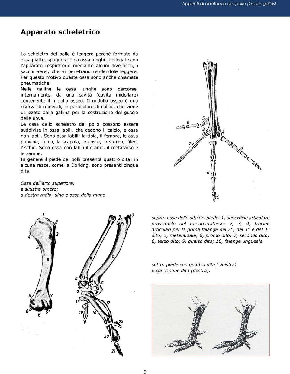 Nelle galline le ossa lunghe sono percorse, internamente, da una cavità (cavità midollare) contenente il midollo osseo.