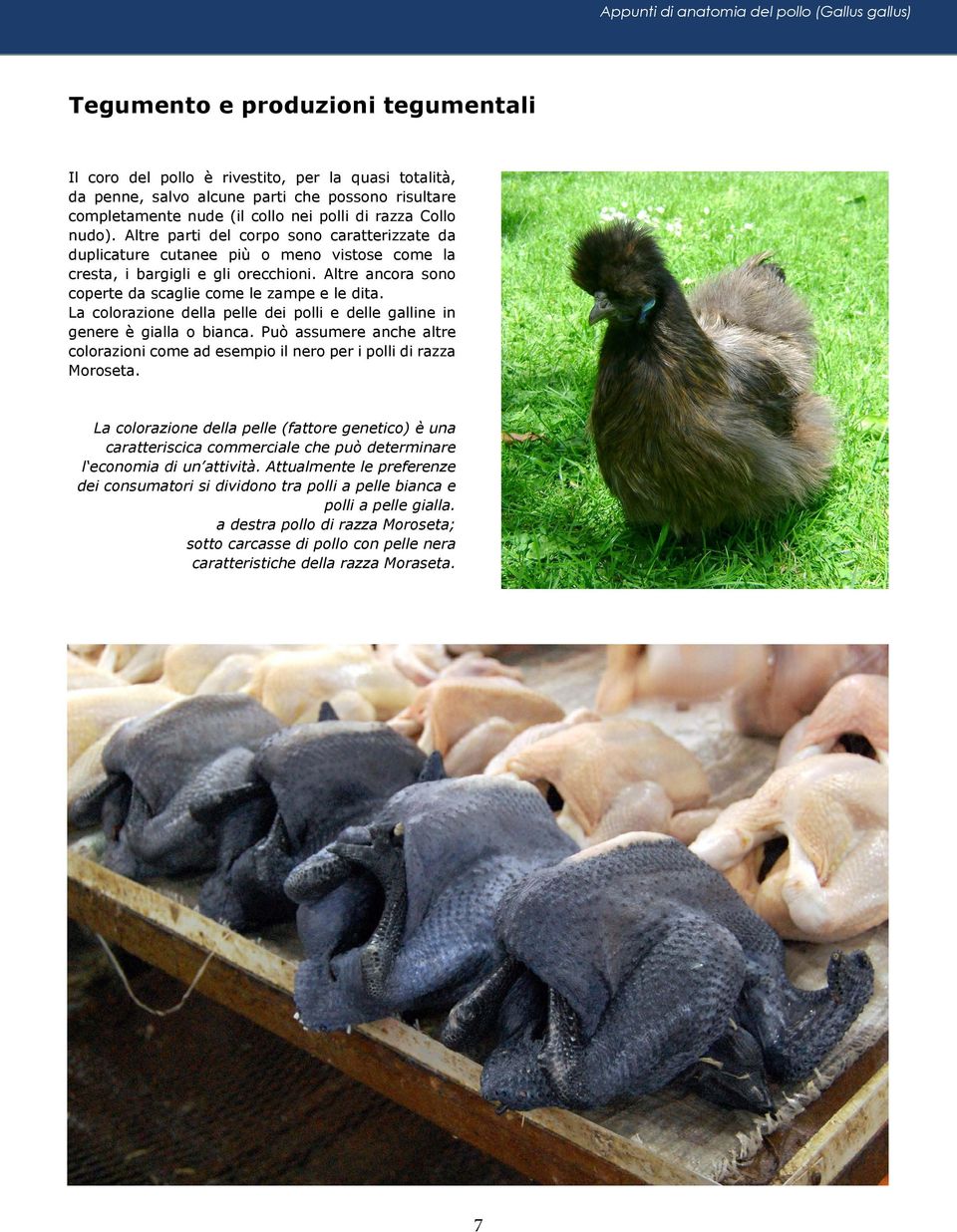 Altre ancora sono coperte da scaglie come le zampe e le dita. La colorazione della pelle dei polli e delle galline in genere è gialla o bianca.