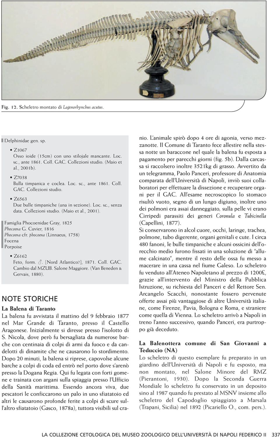 Famiglia Phocoenidae Gray, 1825 Phocoena G. Cuvier, 1816 Phocoena cfr. phocoena (Linnaeus, 1758) Focena Porpoise Z6162 Feto, form.. [Nord Atlantico?], 1871. Coll. GAC. Cambio dal MZUB.