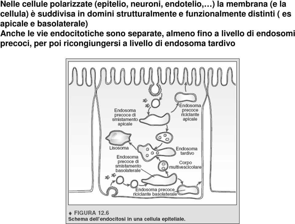 apicale e basolaterale) Anche le vie endocitotiche sono separate, almeno fino