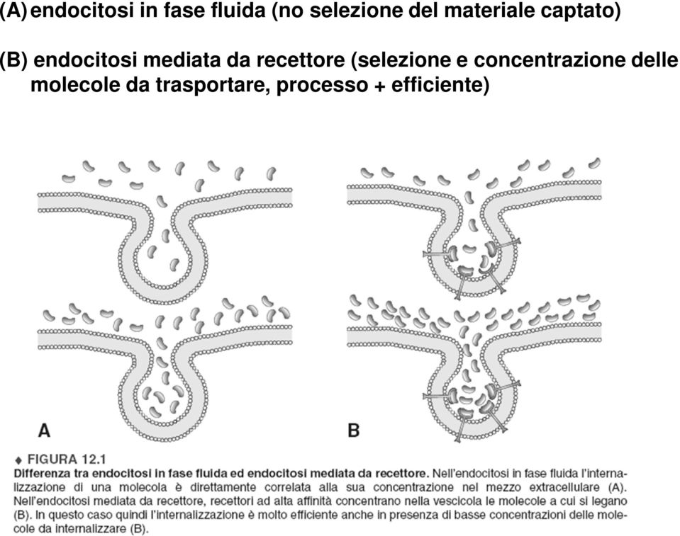 da recettore (selezione e concentrazione