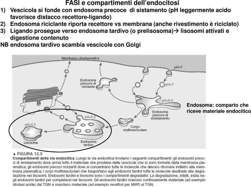 rivestimento è riciclato) 3) Ligando prosegue verso endosoma tardivo (o prelisosoma) lisosomi attivati e