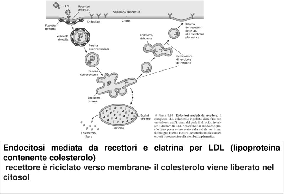 colesterolo) recettore è riciclato verso