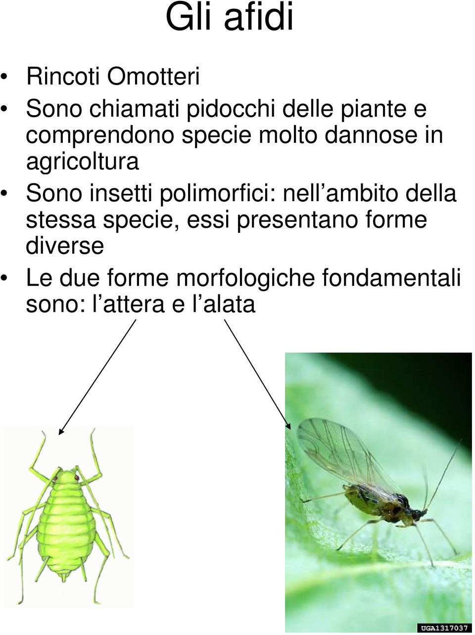 polimorfici: nell ambito della stessa specie, essi presentano