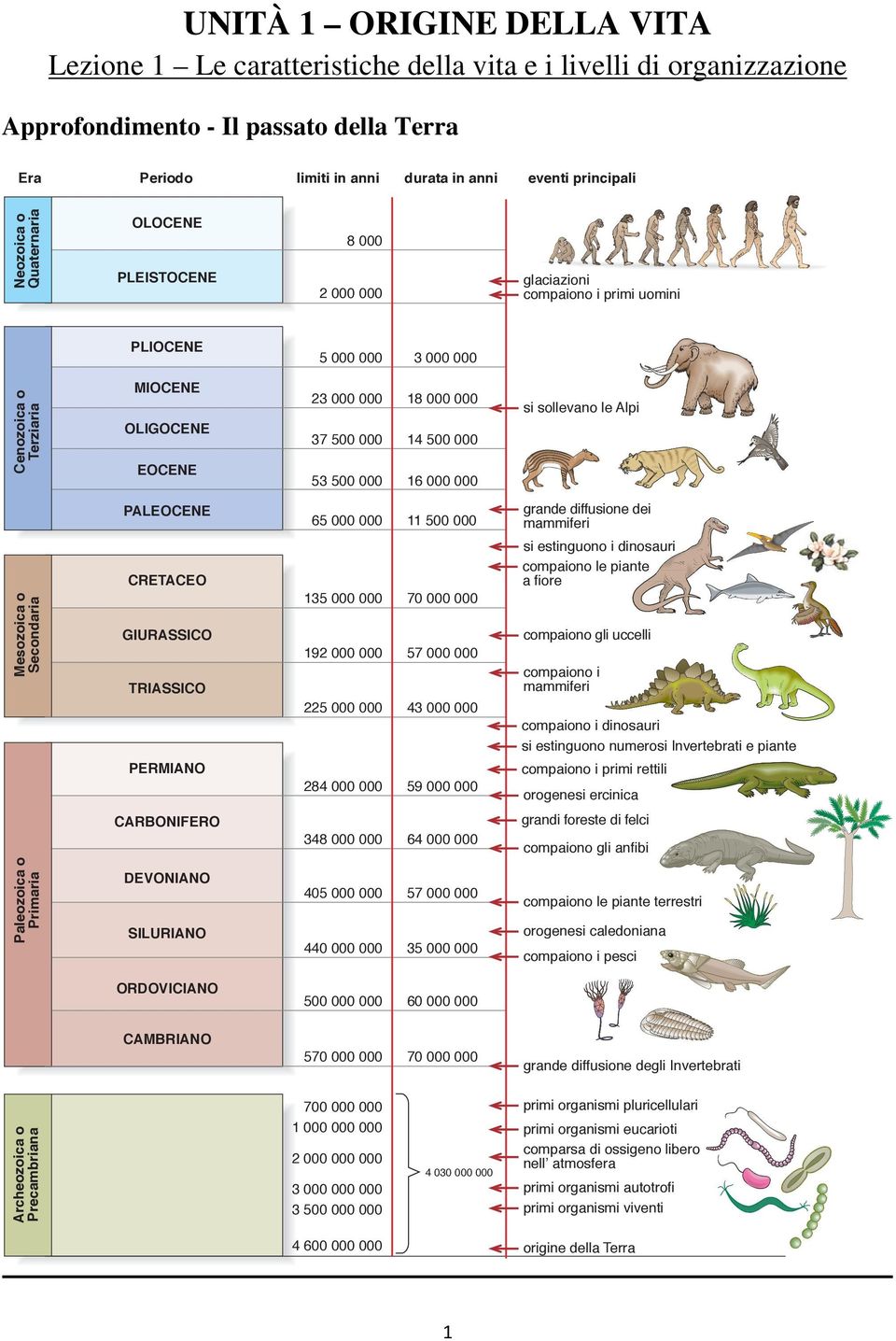 000 si sollevano le Alpi grande diffusione dei mammiferi si estinguono i dinosauri compaiono le piante a fiore CRETACEO Mesozoica o Secondaria eventi principali OLOCENE PLIOCENE Cenozoica o Terziaria