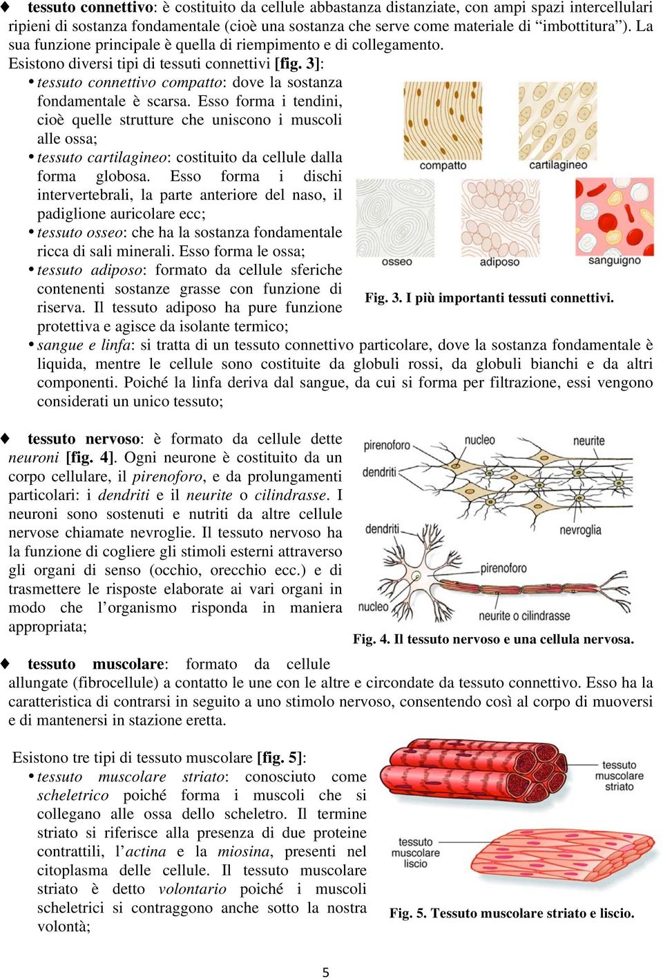 Esso forma i tendini, cioè quelle strutture che uniscono i muscoli alle ossa; tessuto cartilagineo: costituito da cellule dalla forma globosa.