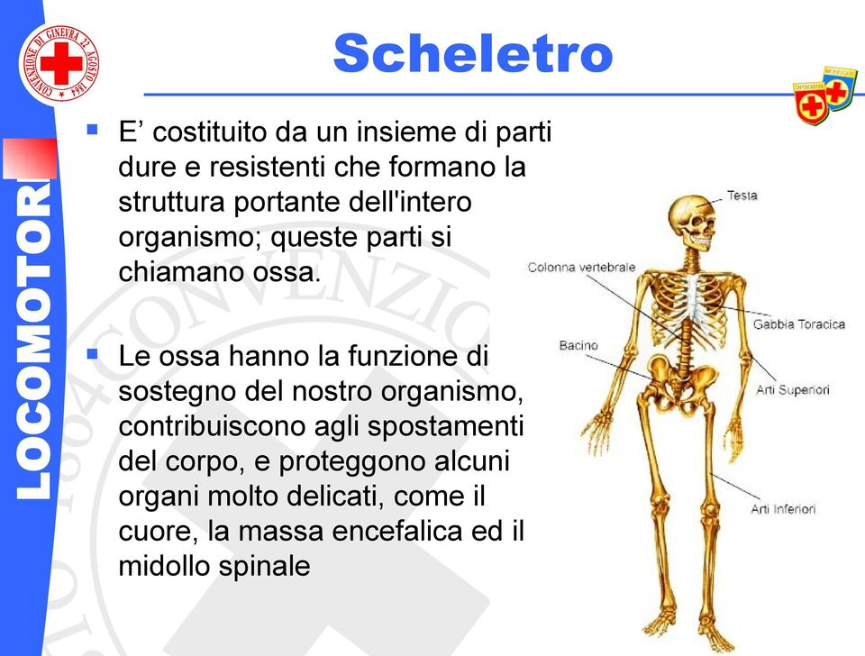 Le ossa hanno la funzione di sostegno del nostro organismo, contribuiscono agli