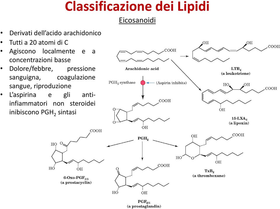 sanguigna, coagulazione sangue, riproduzione L aspirina e gli