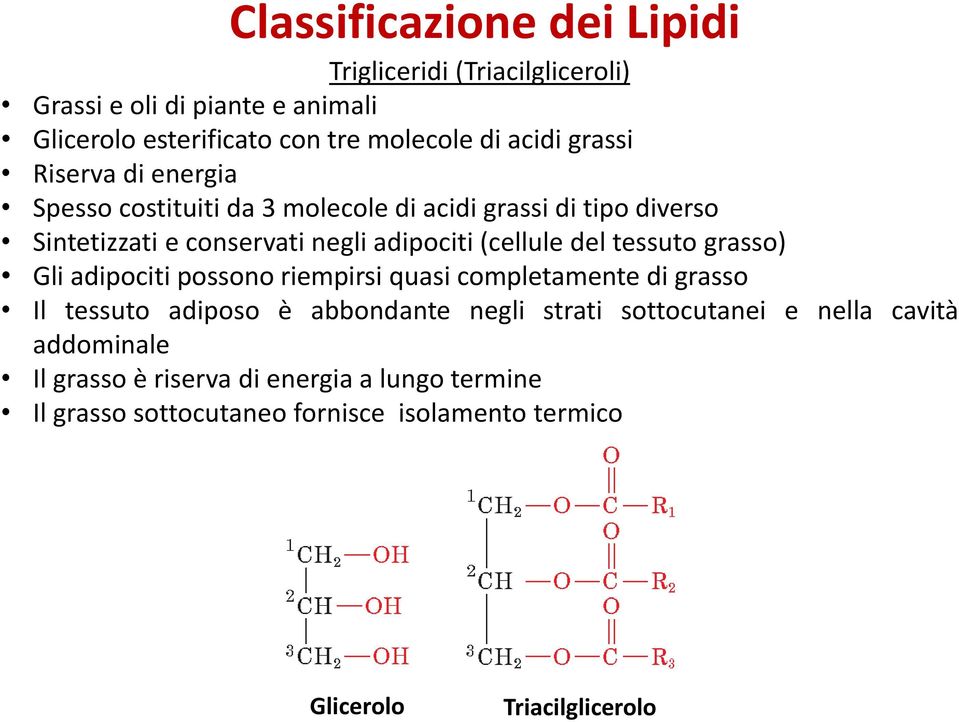 grasso) Gli adipociti possono riempirsi quasi completamente di grasso Il tessuto adiposo è abbondante negli strati sottocutanei e nella