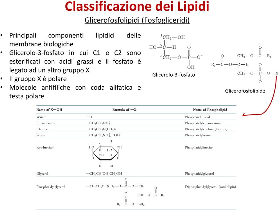 acidi grassi e il fosfato è legato ad un altro gruppo X Il gruppo X è polare