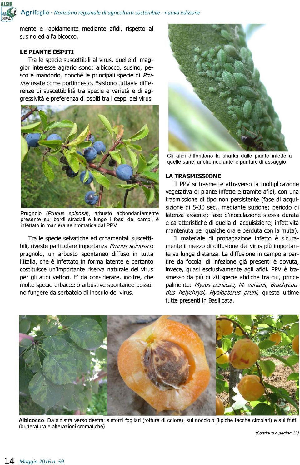 Esistono tuttavia differenze di suscettibilità tra specie e varietà e di aggressività e preferenza di ospiti tra i ceppi del virus.