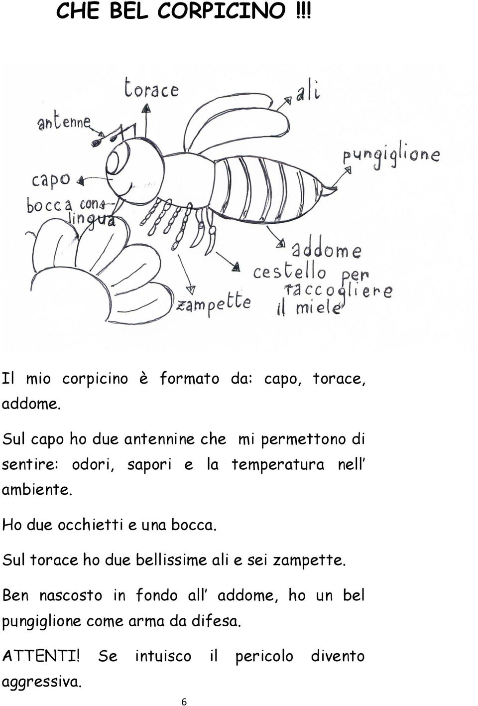 ambiente. Ho due occhietti e una bocca. Sul torace ho due bellissime ali e sei zampette.