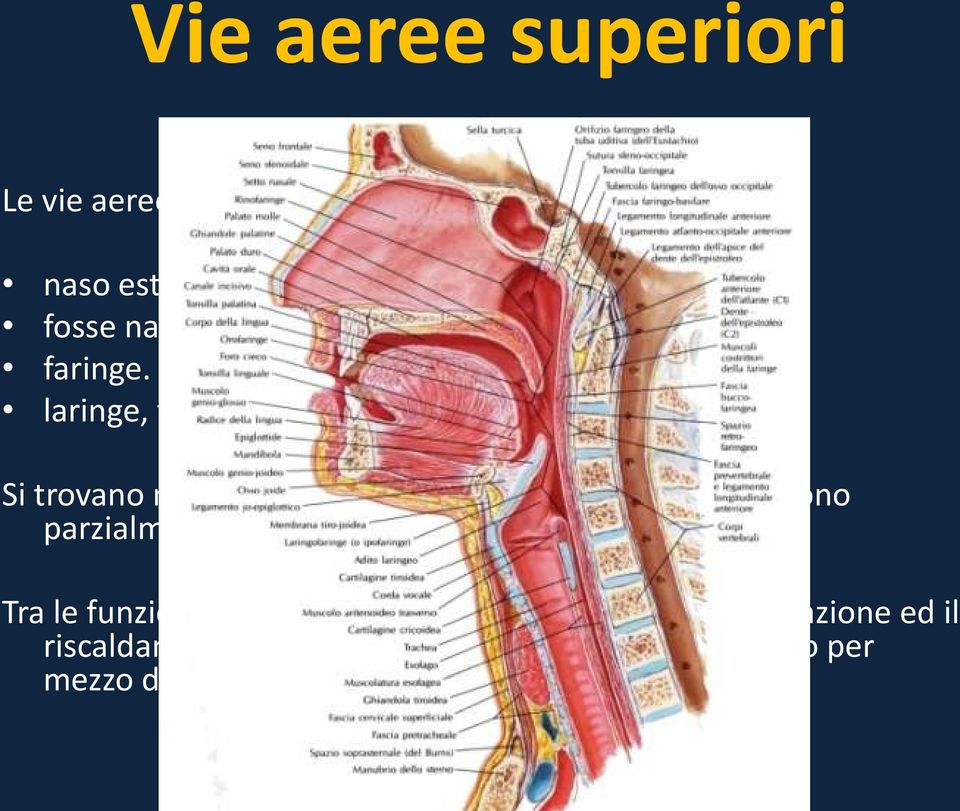 laringe, tessuto cartilagineo Si trovano nel primo tratto dell'apparato respiratorio e sono parzialmente