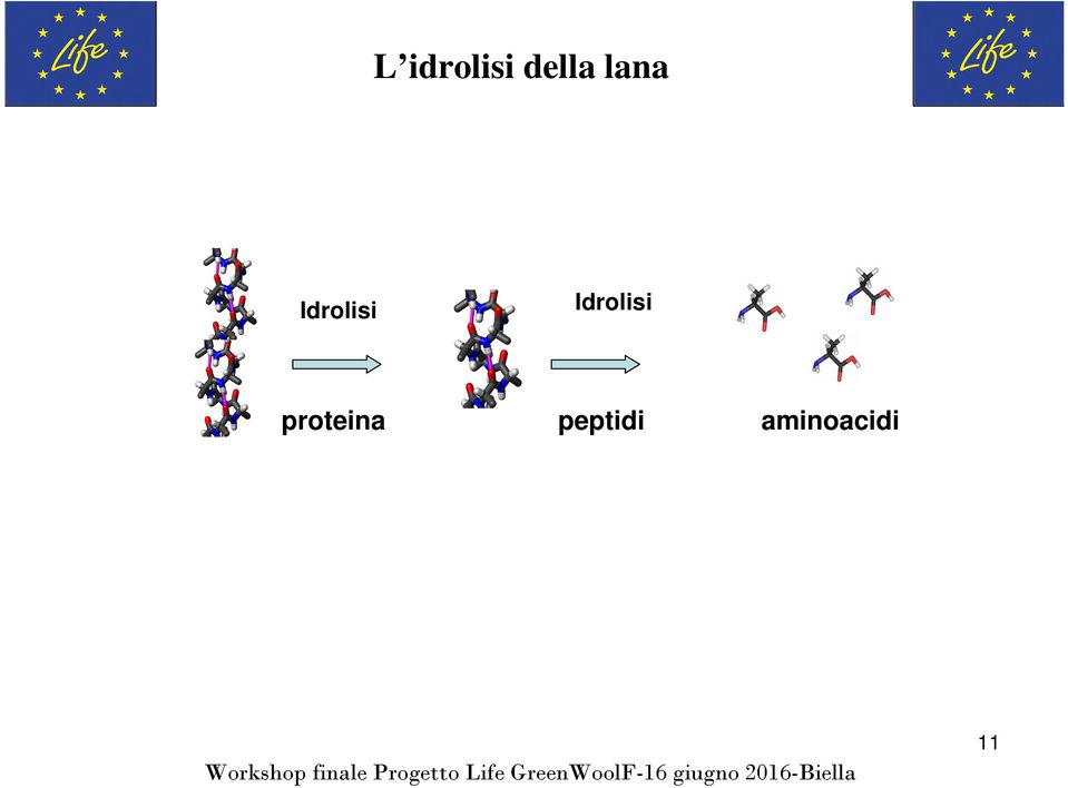 Idrolisi proteina