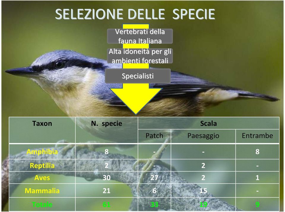 specie Scala Patch Paesaggio Entrambe Amphibia 8 - - 8