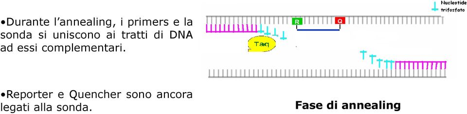 tratti di DNA ad essi complementari.