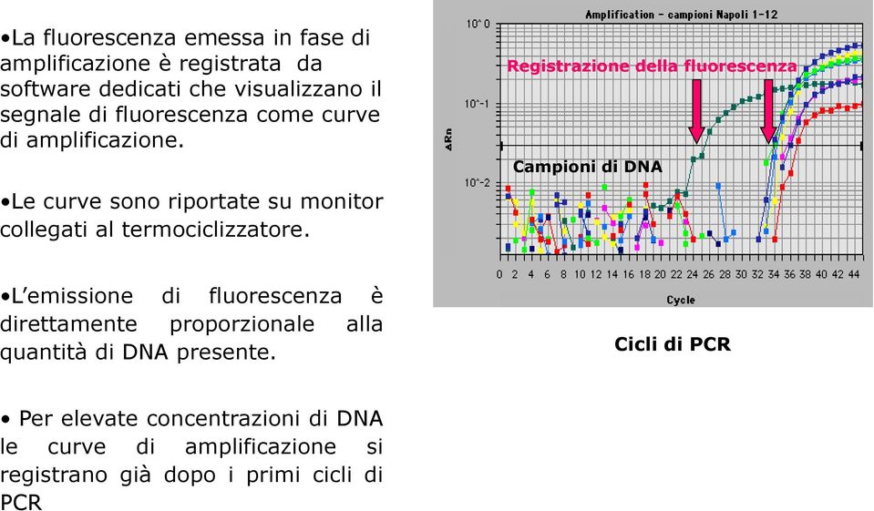 Registrazione della fluorescenza Campioni di DNA L emissione di fluorescenza è direttamente proporzionale alla quantità di