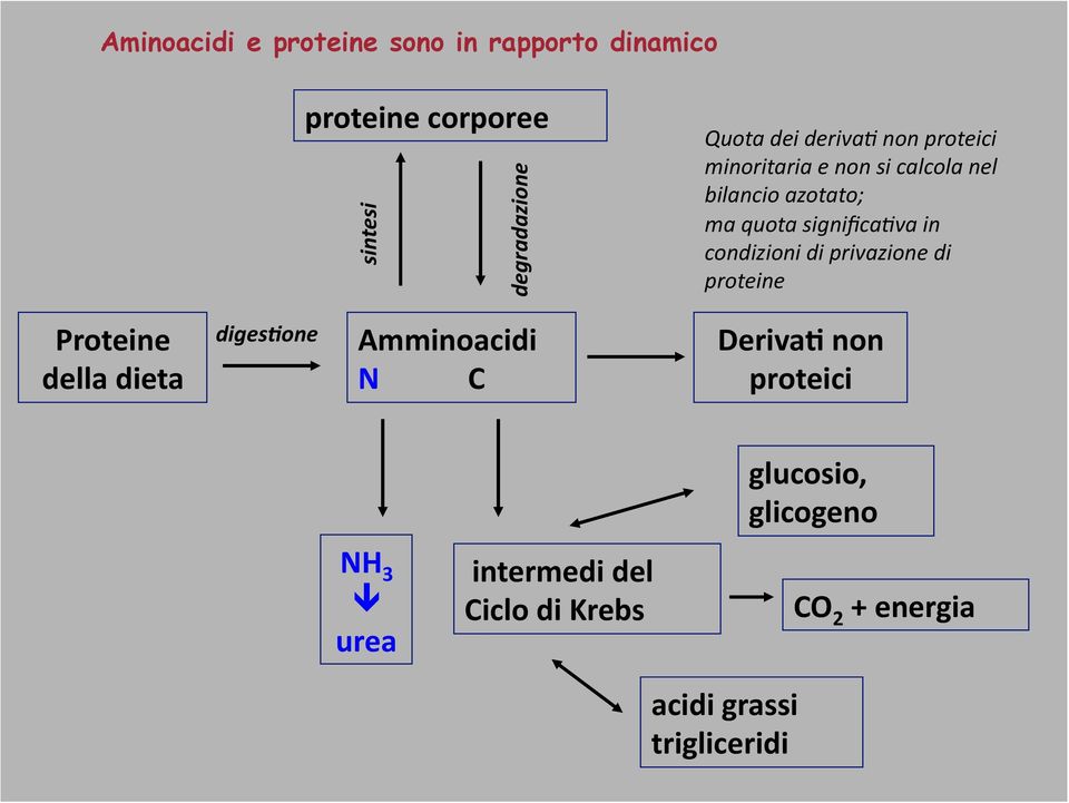 condizioni di privazione di proteine Proteine della dieta diges3one Amminoacidi N C Deriva: non