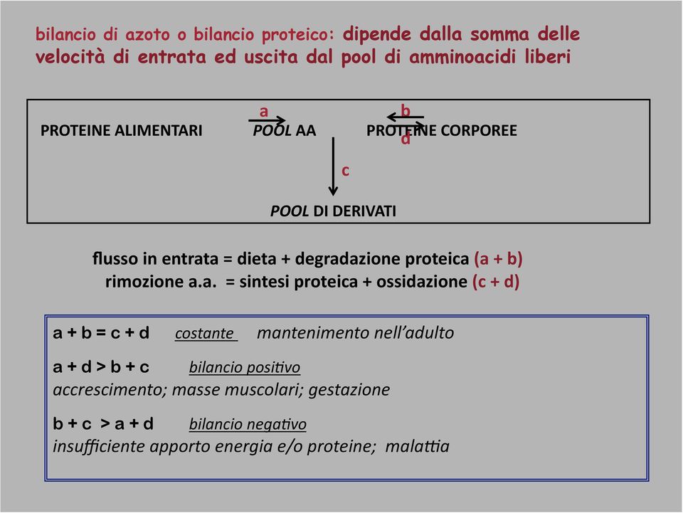 a = dieta + degradazione proteica (a + b) rimozione a.a. = sintesi proteica + ossidazione (c + d) a + b = c + d costante