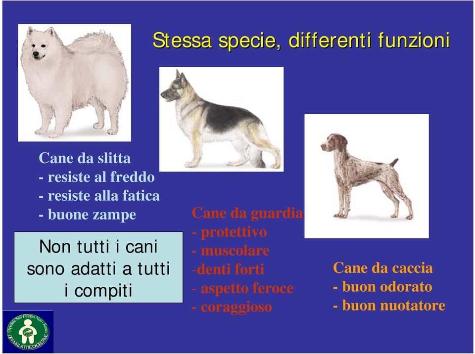 sono adatti a tutti i compiti - protettivo -muscolare -denti forti -